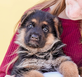 Woman holding German Shepherd puppy